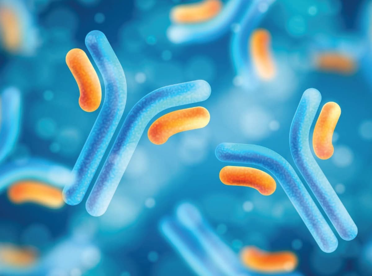 Antibody microscopic view